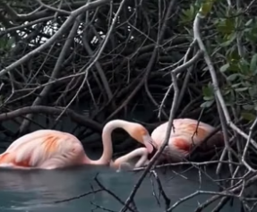 P1206011_Un flamant rose tente de réveiller son ami inerte… une scène bouleversante� PARTIE 2
