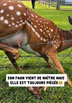 P1206007_ON DÉCOUVRE UNE BICHE COINCÉE DANS DES BARBELÉS EN TRAIN D’ACCOUCHER � PARTIE 2