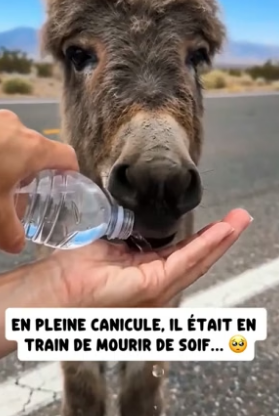 P1206017_Un bébé âne pleure à côté de  sa mère morte sur la route… �PARTIE 2