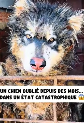 P1206016_Je découvre quelque chose de choquant dans une maison abandonnée ��PARTIE 2