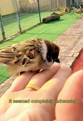 F1305003_I saw a sparrow stuck on the fence and rescued it PART 2