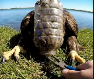 S1106012_Bald Eagle Found Stuck in Plastic Jar PART 2