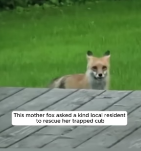 N1206005_Rescue a baby fox, and then PART 2