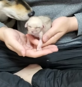 Title N1206003_This family adopted a baby fennec fox in their home and then PART 2