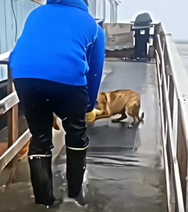 N1206013_This dog was trapped in the flood with her two puppies, but thanks to this good man they were saved PART 2