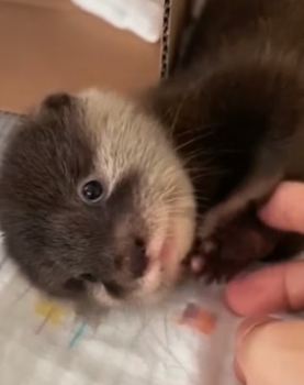 P1506004_J’adopte une mini Loutre destiné à être dévorer par des serpents ��� PARTIE 2