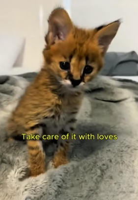 F1305011_Rescued a poor abandoned serval cat PART 2