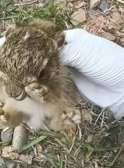G1506001_This woman rescued a baby rabbit from a cat on the road and then PART 2