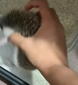 G1506002_A kind man rescues a poor hedgehog stuck in a fence and then PART 2