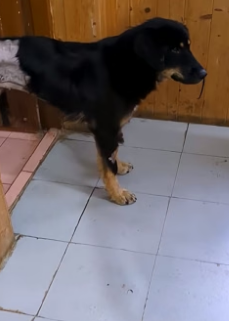 B1506001_Stray Dog Had a Giant Leech Stuck in Its Nose – Rescuers Save Him PART 2