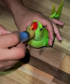 N1506002_This couple found a weak parrot stuck in a tree branch and then this happened PART 2