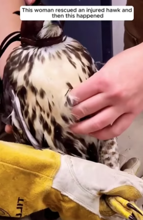 N1506004_Rescue a hawk, and then PART 2
