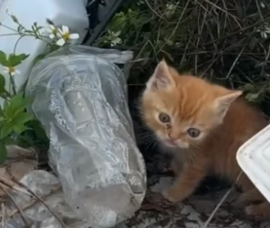 N0106001_7.6K views 400 reactions Two kittens were abandoned in a pile of trash I passed by, saw them, f_part2