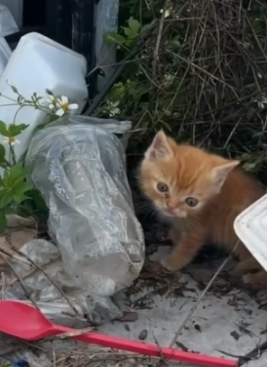 N0106001_7.6K views 400 reactions Two kittens were abandoned in a pile of trash I passed by, saw them, f_part2