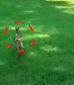 B2305017_This woman rescued a frightened baby fawn from her barking dog and then…PART 2