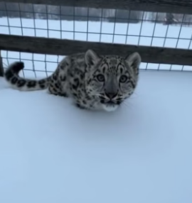 N2805013_He Found A Wild Snow Leopard Nursing From His Sheep PART 2