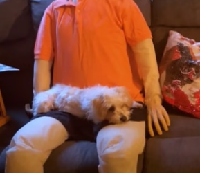 N0106002_Tiny Senior Dog Is Obsessed With Life-Sized Emotional Support Doll part2
