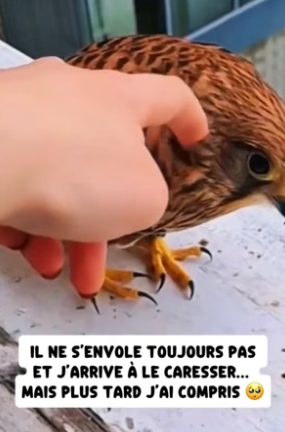 P1506012_Cet oiseau est resté des heures devant ma fenêtre sans jamais s’envoler et je m’attendais pas à la PART 2