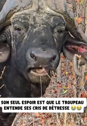 P1506009_Ce prédateur sous-estime complètement la réaction des autres buffles � PART 2