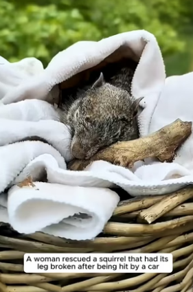 G1506003_A woman rescued a squirrel that had its leg broken after being hit by a car PART 2