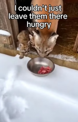 T1506001_I Found a Mountain Lion in My Barn � Real animal rescues that cross borders ❤️� Giving animals a PART 2
