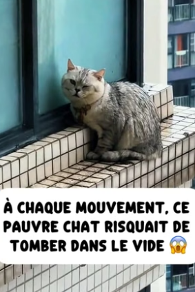 P1506014_J’ai découvert ce chat coincé devant la fenêtre du 29ᵉ étage sous la pluie �� PARTIE 2