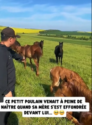 P1506016_Ce petit poulain venait à peine de naître quand sa mère s’est effondrée devant lui… �� PARTIE 2
