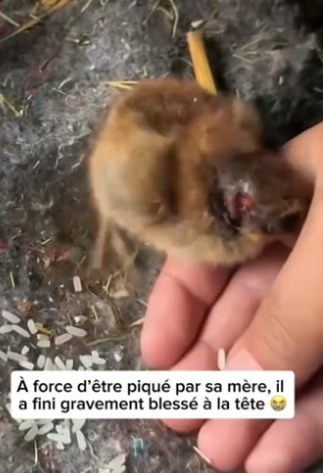 P1506017_Ce poussin était rejeté par sa propre mère dès sa naissance… �� PARTIE 2