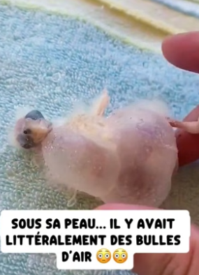 P1506018_Ce bébé perroquet était tellement gonflé que sa mère le rejetait…� PARTIE 2