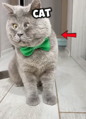 N1506016_This cat kept trying even when it was hard ❤️ PART 2