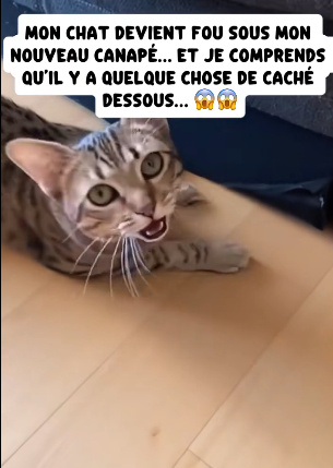 P1906006_Mon chat devient fou sous mon nouveau canapé… et je comprends qu’il y a quelque chose de caché de PARTIE 2