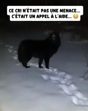 P1906005_Un loup sauvage hurlait et grattait à ma porte en pleine nuit… mais ce n’était pas pour m’attaquer PARTIE 2