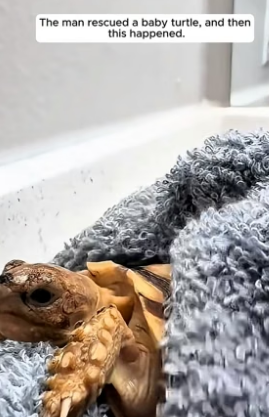 G1506009_The man rescued a baby turtle, and then this happened PART 2