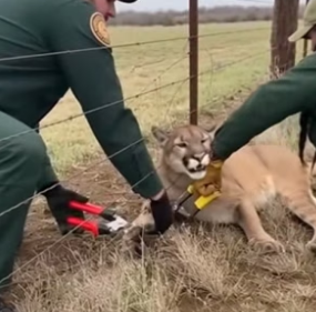 N2805006_He Found A Deadly Cougar Tangled In His Wire Fence  PART 2