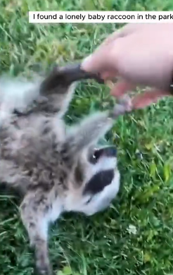 B0406017_Man found a lost baby raccoon and adopted it PART 2