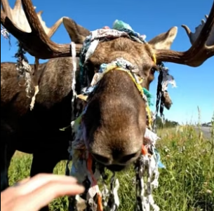 S1906002_Rescuing a giant bull moose tangled in trash on a busy highway PART 2
