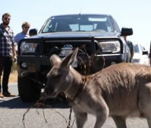 S1906010_Rescuing a Kangaroo tangled in barbed wire on the outback road PART 2