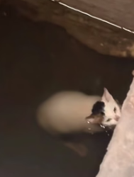 H0205010_cat fell into water Full video