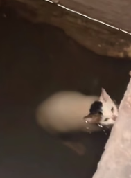 H0205010_cat fell into water Full video
