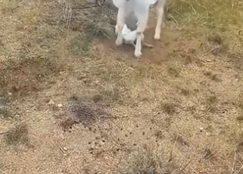 F1106003_A woman adopted a baby goat had been abandoned by its mother Full video