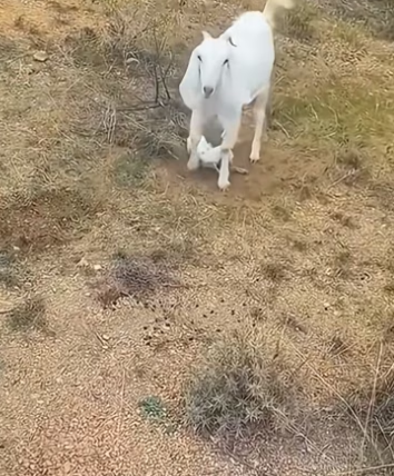 F1106003_A woman adopted a baby goat had been abandoned by its mother Full video