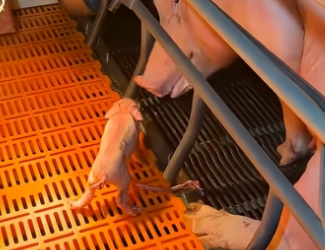 F1106001_abused piglet was loved by humans. FULL VIDEO