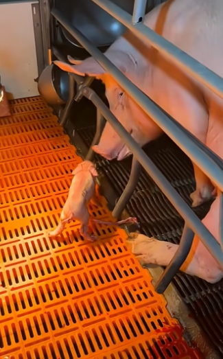 F1106001_abused piglet was loved by humans. FULL VIDEO