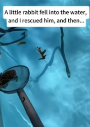 B1104004_little rabbit fell into water, rescued him, then… FULL VIDEO