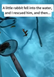 B1104004_little rabbit fell into water, rescued him, then… FULL VIDEO