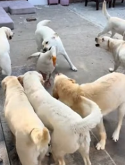 B0106018_The woman rescued poor goose from dogs attack FULL VIDEO