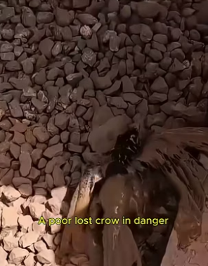 F0207014_poor crow (Full video)
