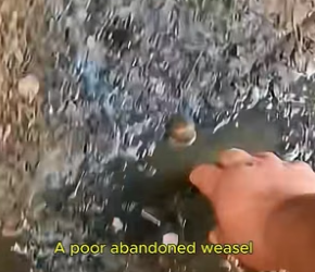 F0207012_A woman rescued a poor orphaned weasel and then (Full video)
