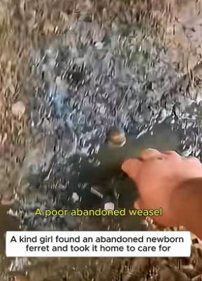 F0207012_A woman rescued a poor orphaned weasel and then (Full video)