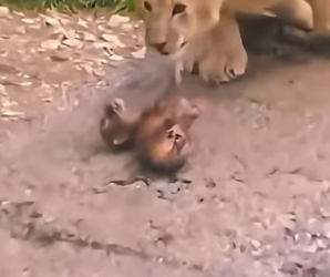 F0207009_Adopted a weak lion cub (Full video)